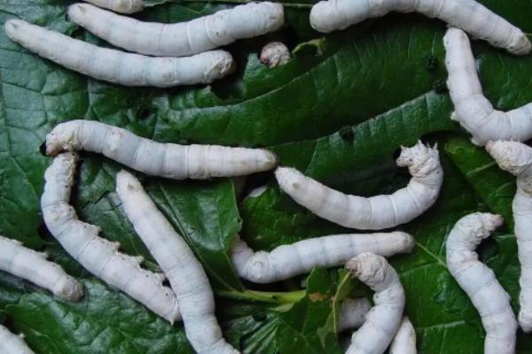 蚕是怎么吃桑叶的