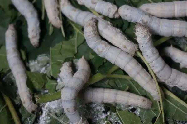 蚕是怎么吃桑叶的