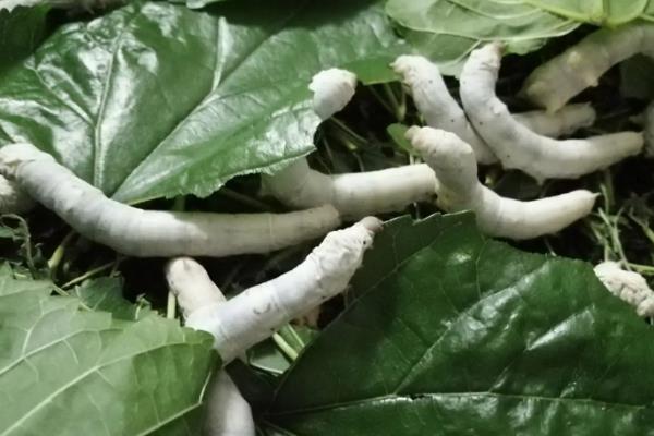 蚕是怎么吃桑叶的