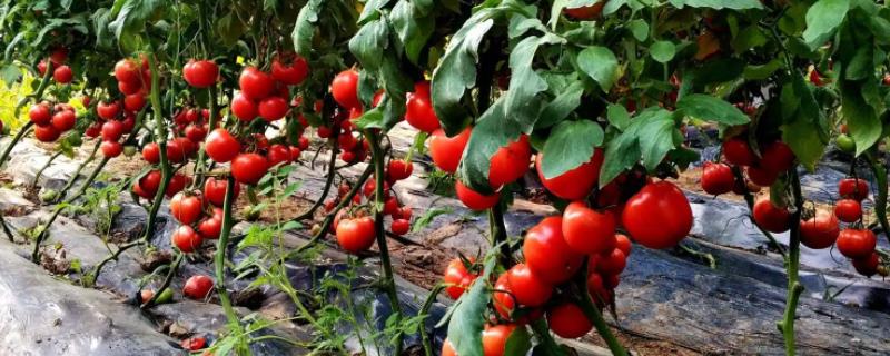 西红柿生长温度是多少最合适