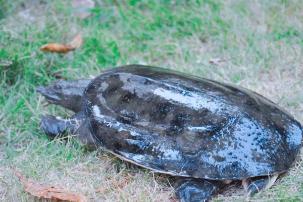 水鱼怎样养殖的方法