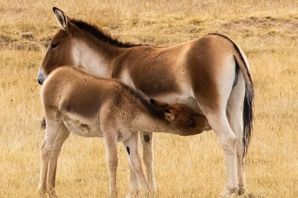 藏野驴是怎么繁殖的