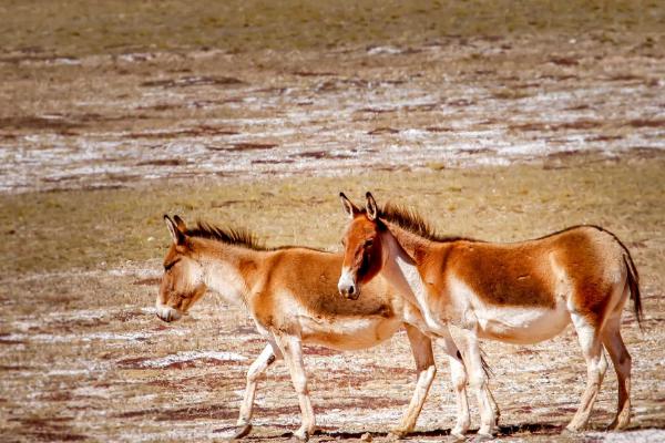 藏野驴是怎么繁殖的