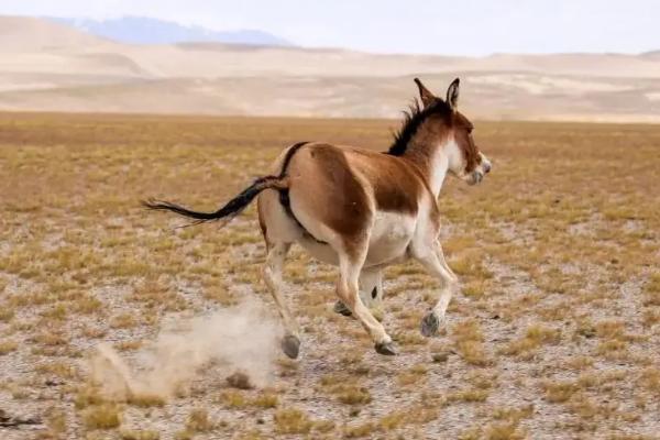 藏野驴是怎么繁殖的