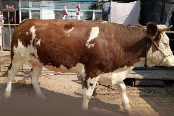 牛多久生不出来算难产