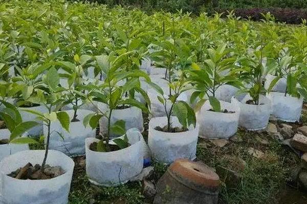 无纺布种植袋使用寿命,怎样检测无纺布种植袋有没有毒