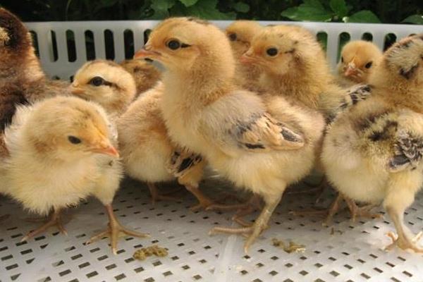 小鸡为什么啄死自己的同伴