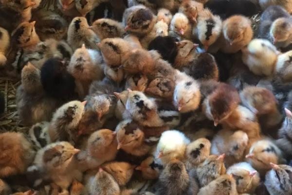 小鸡为什么啄死自己的同伴