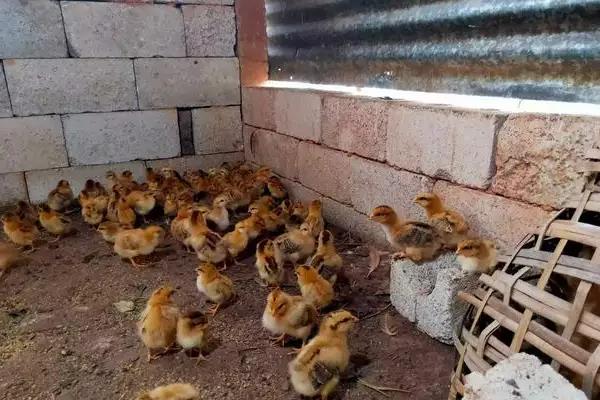 小鸡为什么啄死自己的同伴