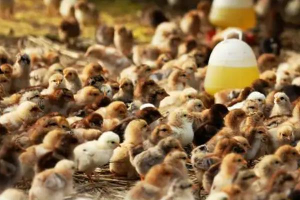 小鸡为什么啄死自己的同伴
