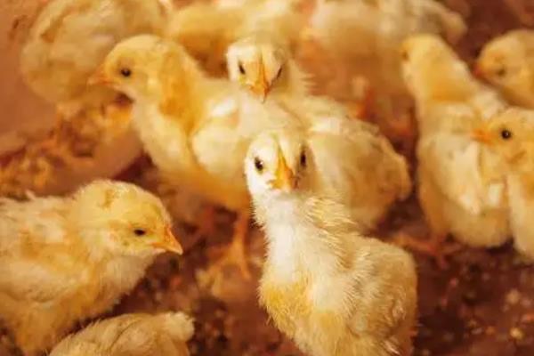 小鸡为什么啄死自己的同伴