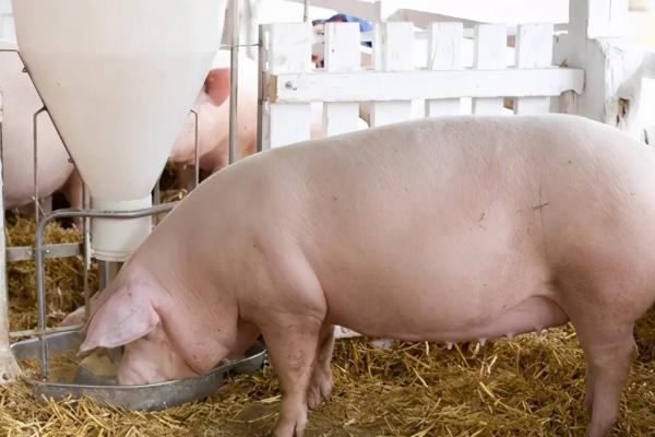 母猪发情多久后配种