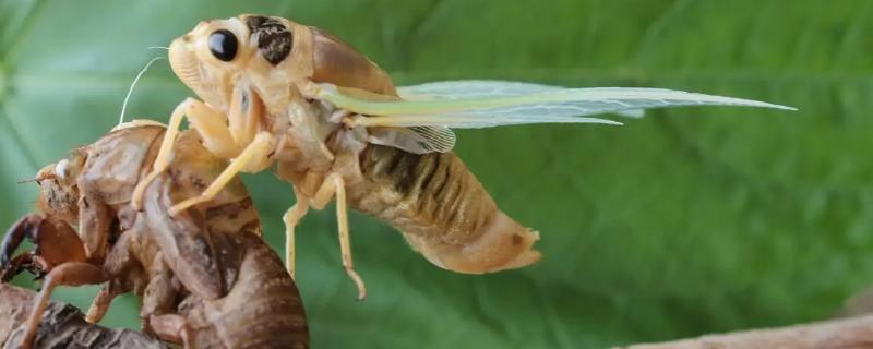 金蝉养殖天敌