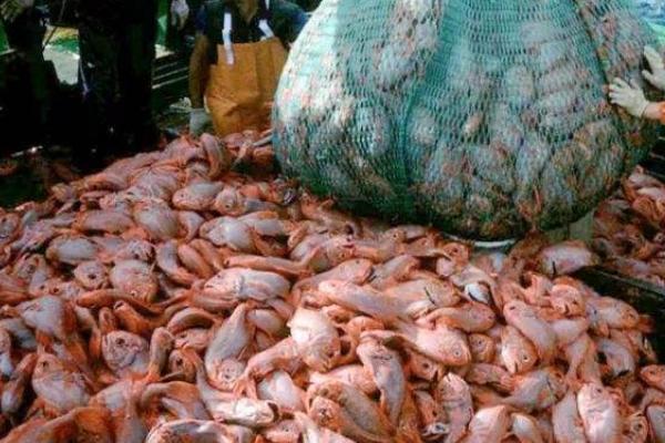 我国近海捕捞过程中出现渔获量降低鱼个体小等现象的主要原因是