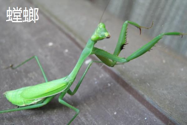 金蝉养殖天敌