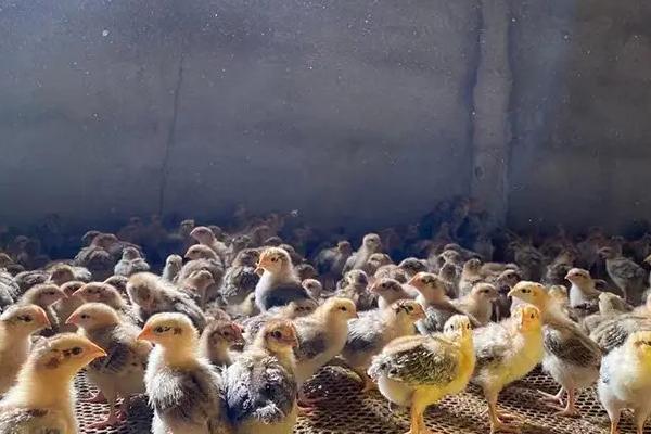 什么叫空中养殖，空中养殖有哪些项目