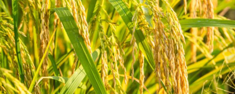 复种指数和作物熟制区别