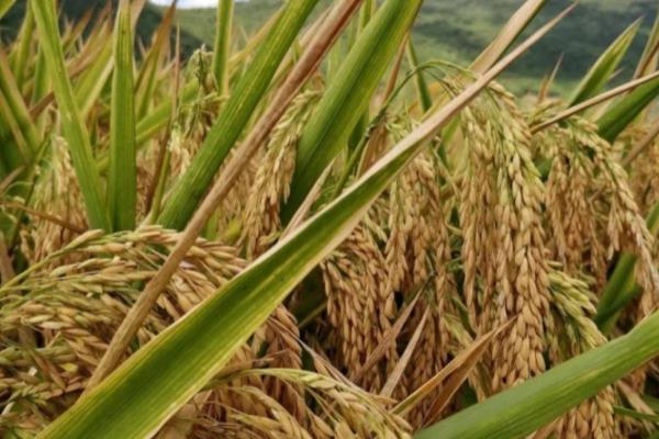 复种指数和作物熟制区别