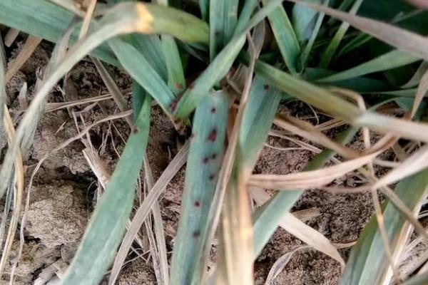 麦蜘蛛用什么药