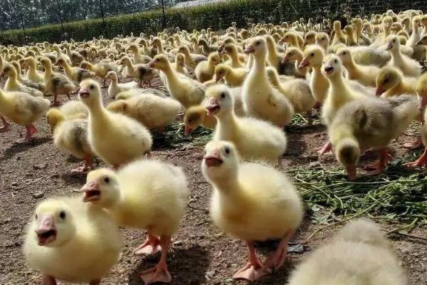 鹅苗养殖的注意事项