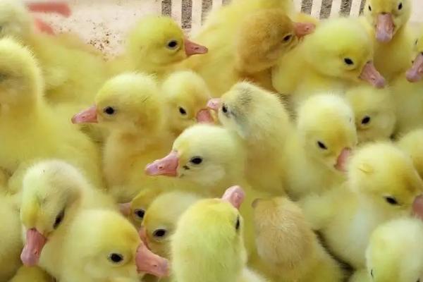 鹅苗养殖的注意事项