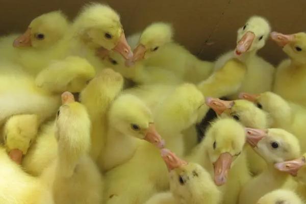 鹅苗养殖的注意事项