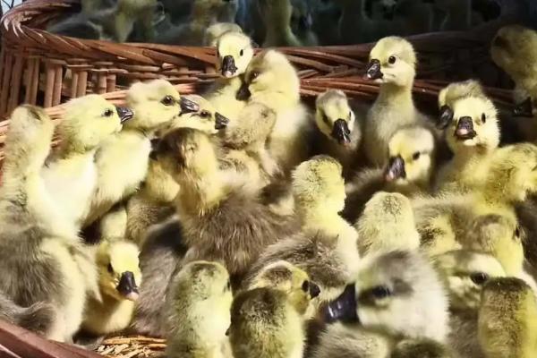 鹅苗养殖的注意事项