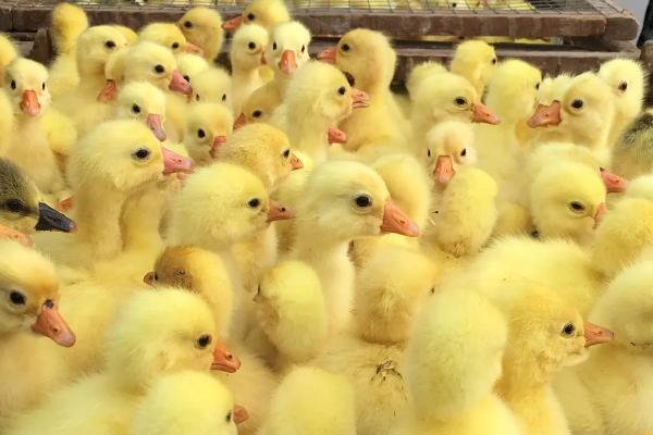 鹅苗养殖的注意事项