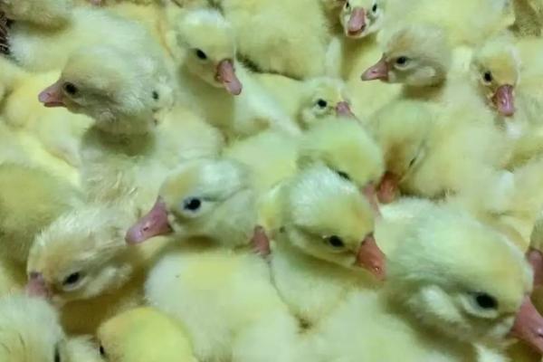 鹅苗养殖的注意事项