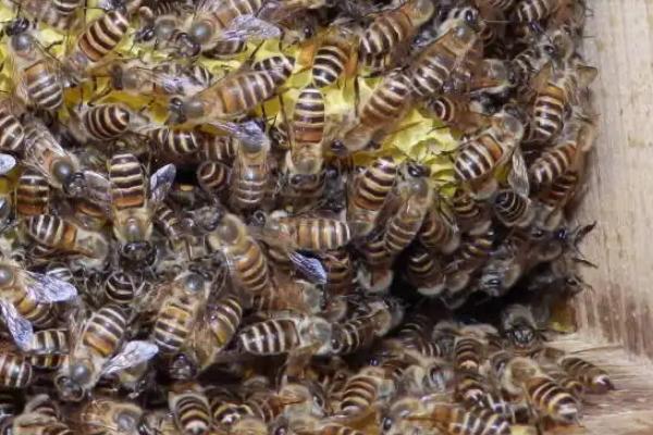 分蜂是老王走还是新王走