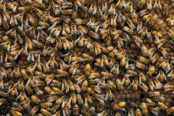 分蜂是老王走还是新王走