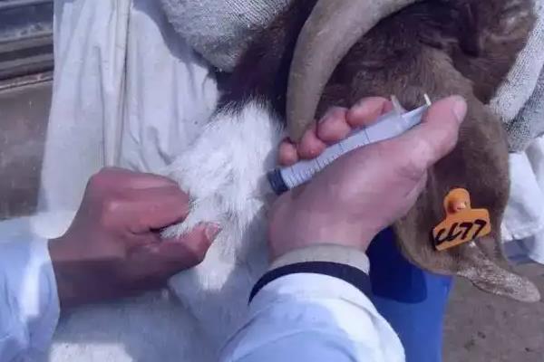 羊发烧40度怎么治疗