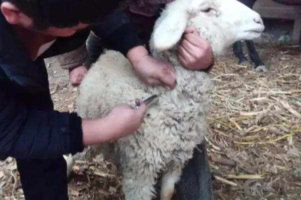 羊发烧40度怎么治疗