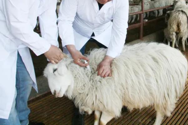 羊发烧40度怎么治疗