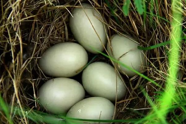 野鸭蛋一般生在什么地方