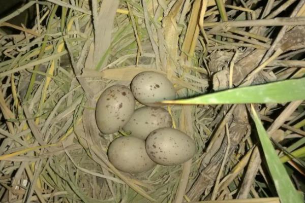 野鸭蛋一般生在什么地方
