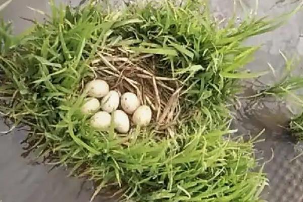 野鸭蛋一般生在什么地方