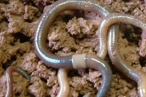 蚯蚓可以做什么