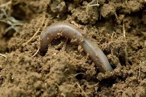 蚯蚓可以做什么