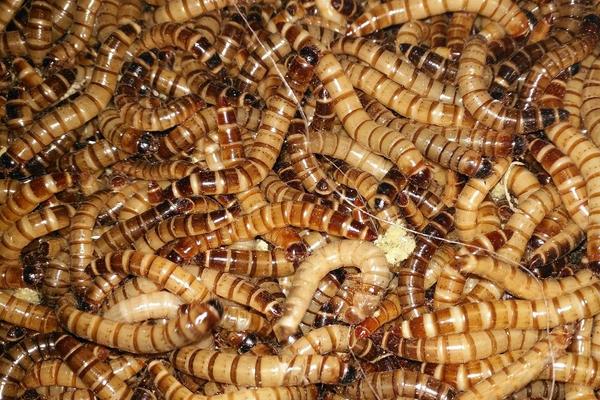 蛋白虫好不好养殖