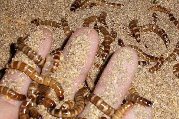 蛋白虫好不好养殖