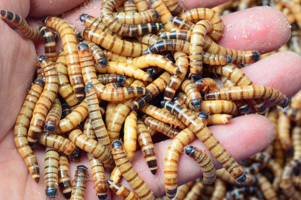 蛋白虫好不好养殖