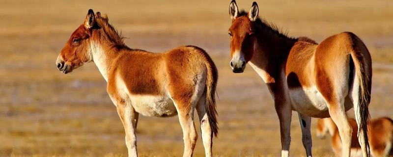 藏野驴是怎么繁殖的