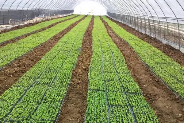 小米辣椒种植技术