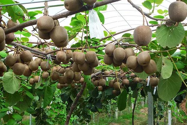 猕猴桃种植有几个阶段