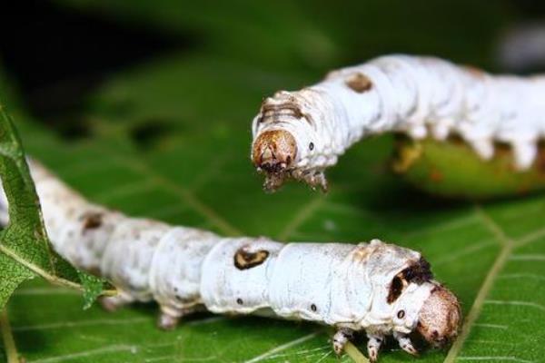 蚕的幼虫生长过程中伴随着什么和什么现象