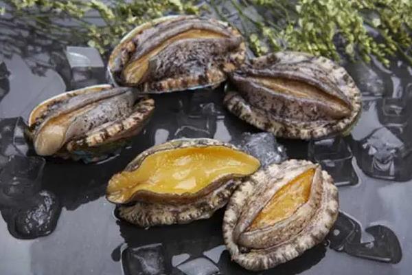 鲍鱼怎么养才能活