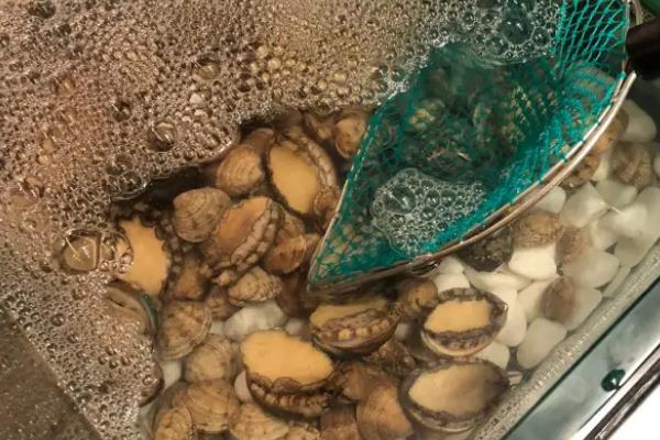 鲍鱼怎么养才能活