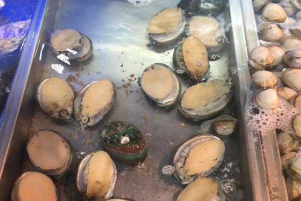 鲍鱼怎么养才能活