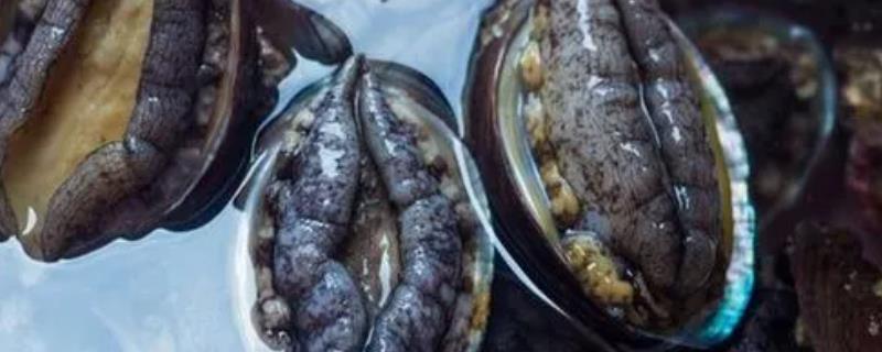 鲍鱼怎么养才能活